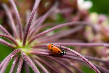 Ladybug