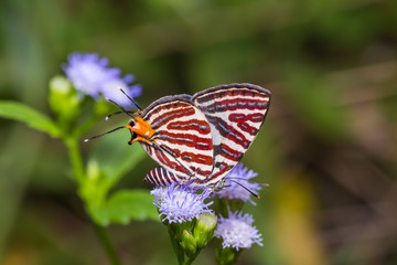Fototapeta na wymiar Long-banded Silverline butterfly