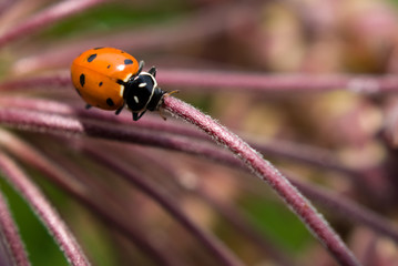 Ladybug
