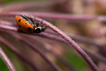 Ladybug