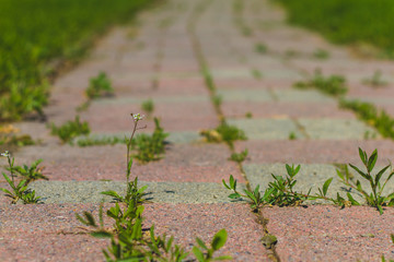 Low point of view of a brick path with weeds.