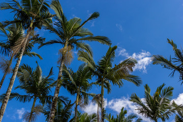 Obraz na płótnie Canvas Céu azul e palmeiras