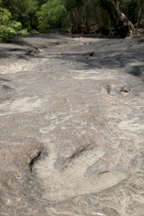 dinosaur footprints