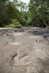 dinosaur footprints