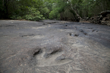 dinosaur footprints