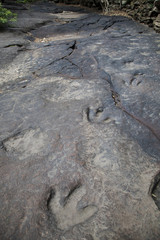dinosaur footprints
