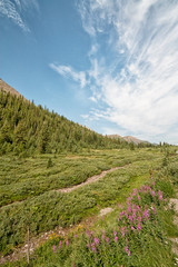 Obraz premium Landscape of wild flowers and a beautiful sky in the Highwood Pass located in Alberta, Canada.