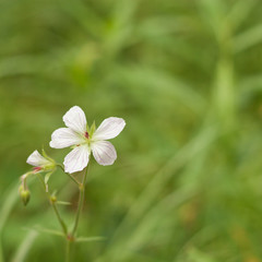 Obraz na płótnie Canvas A macro of the small white flower of a grass of parnassus.
