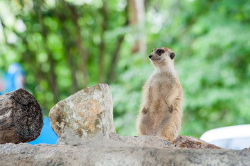 Meerkat