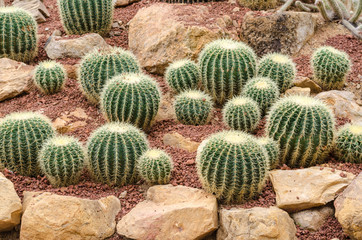 Golden Barrel cactus plant group in arid plants garden
