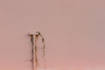 pink wall with tube and dry plant
