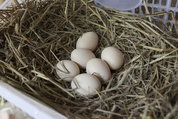 Chicken eggs in the nest