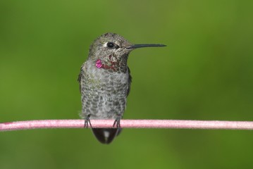 Annas Hummingbird (Calypte anna)