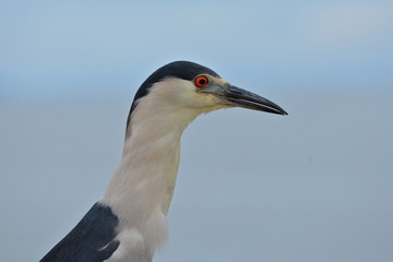 héron