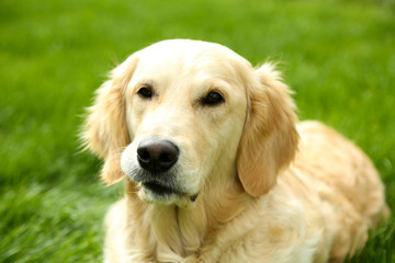Adorable Labrador lying on green grass, outdoors