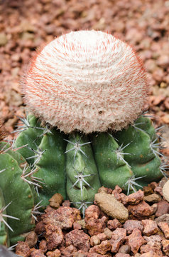 Melocactus ernestii plant