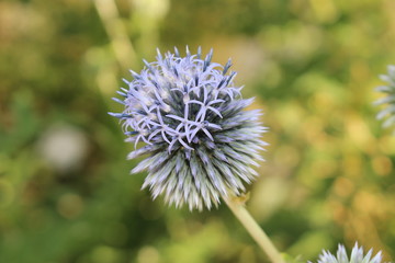 "Globe Thistle Taplow Blue" flowers (or Russian Globe Thistles) in Innsbruck, Austria. Its scientific name is Echinops Ritro (or Echinops Bannaticus, Echinops Exaltatus). (See my other flowers)