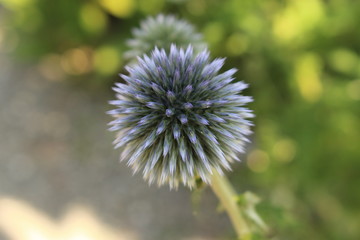 "Globe Thistle Taplow Blue" flowers (or Russian Globe Thistles) in Innsbruck, Austria. Its scientific name is Echinops Ritro (or Echinops Bannaticus, Echinops Exaltatus). (See my other flowers)