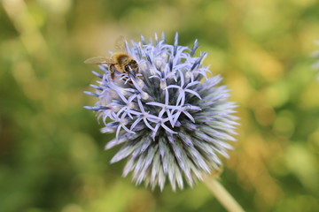 "Globe Thistle Taplow Blue" flowers (or Russian Globe Thistles) with a bee in Innsbruck, Austria. Its scientific name is Echinops Ritro (or Echinops Bannaticus, Echinops Exaltatus). 