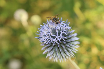 "Globe Thistle Taplow Blue" flowers (or Russian Globe Thistles) with a bee in Innsbruck, Austria. Its scientific name is Echinops Ritro (or Echinops Bannaticus, Echinops Exaltatus). 