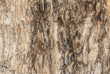Texture & background