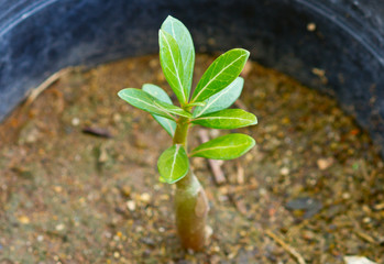 Growing concept: Close up of Young Adenium Obesum trees.