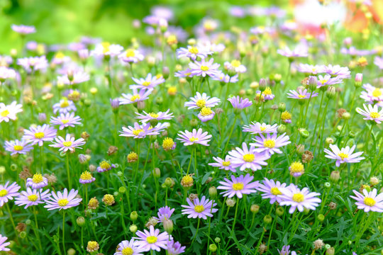 purple daisy flowers in the field and garden