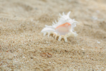 Wedding rings on the sand.