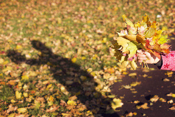 bright maple leafs bouquet in child hand against sunny meadow