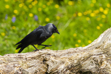Jackdaw (Corvus monedula)
