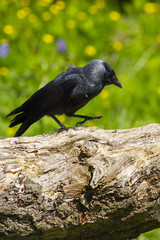 Jackdaw (Corvus monedula)