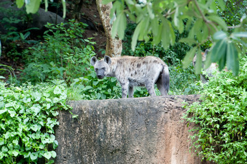 hyena