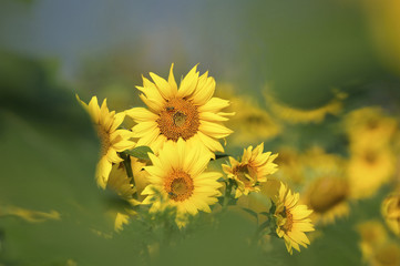 Sunflower heads on the field between leaves in the morning sun