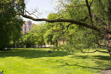 Obraz premium Old tree in city park