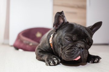 tired french bulldog