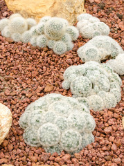 Mammillaria cactus plant (Mammillaria plumosa)