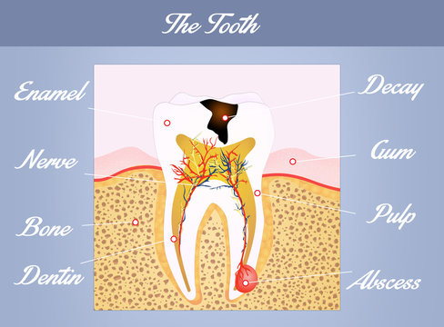 tooth anatomy