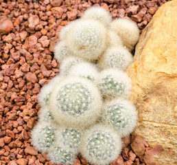 Mammillaria cactus plant