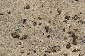 Brown glass shards on cement floor