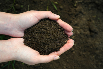 Handful of black soil above ground