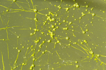 Yellow bacteria colony forming bubbles on contaminated sewage water