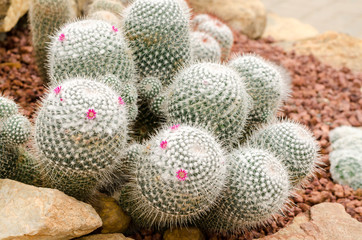 Mammillaria cactus plant (Mammillaria geminispina)