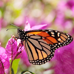 Butterfly Monarch