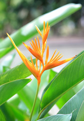 bird of paradise flower on green background