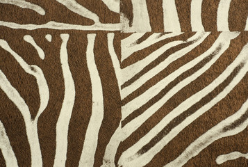 Fototapeta na wymiar zebra fur skin texture background