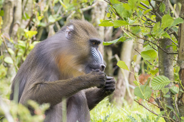 Mandrill (Mandrillus sphinx)