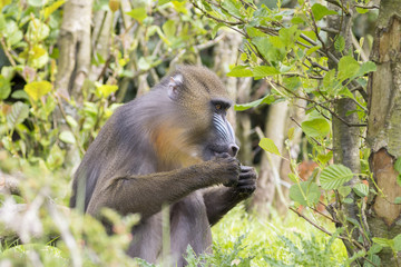 Mandrill (Mandrillus sphinx)