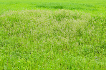 Obraz na płótnie Canvas Green spring field