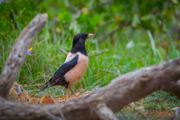 Rare Rosy Starling (Pastor roseus) standing 