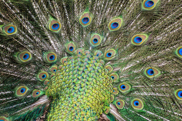 Obraz premium peacock
